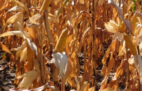 Украинский посевной гибрид кукурузы Оржица-267 (продам)