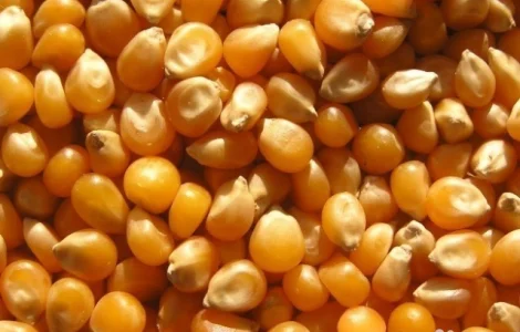 Кукуруза фуражная Экспорт FOB