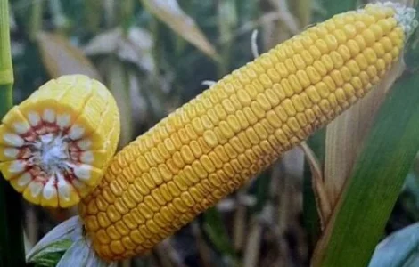 Насіння кукурудзи ДБ ХОТИН ФАО 280 Дніпропетровська обл