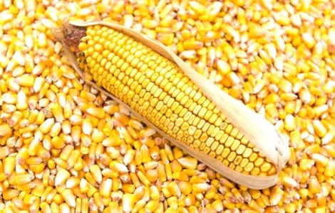 Насіння кукурудзи РАМ 8663 (ФАО 340) зерно