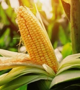 Насіння кукурудзи РАМ 1023 (ФАО 230) на зерно. Дніпропетровська обл