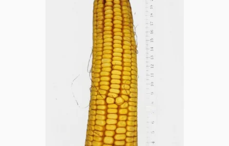 Насіння кукурудзи РАМ 8143 (ФАО 260) напрям-зерно. Дніпропетровська обл