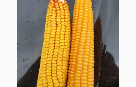 Куплю кукурудзу кременистих сортів