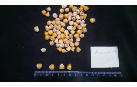 Семена кукурузы от производителя