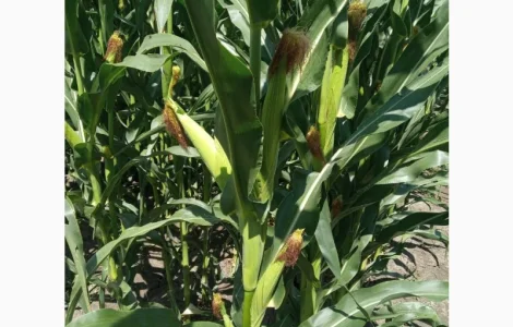 Канадське насіння гібрида кукурудзи Coburg Bt 236 ФАО 290
