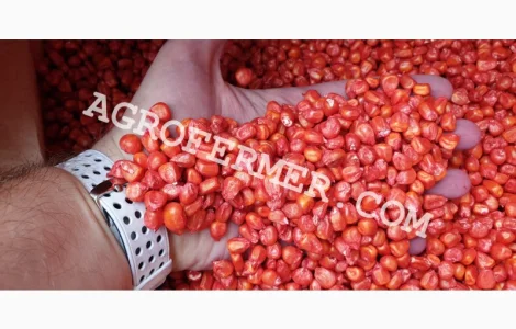 Семена кукурузы Catalina ФАО 260 канадский трансгенный гибрид