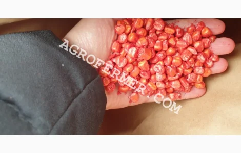 Семена кукурузы POINT ФАО 330 канадский трансгенный гибрид