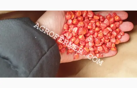 Семена кукурузы POINT ФАО 330 канадский трансгенный гибрид