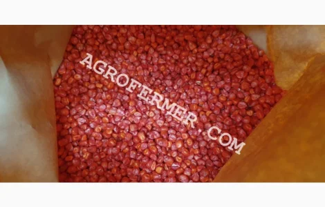 Семена кукурузы WEST ФАО 180 канадский трансгенный гибрид