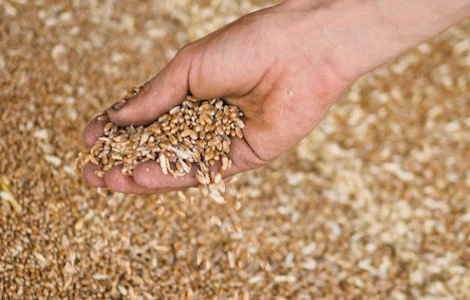 Закупка відходи та некондиції сільгосп. культур