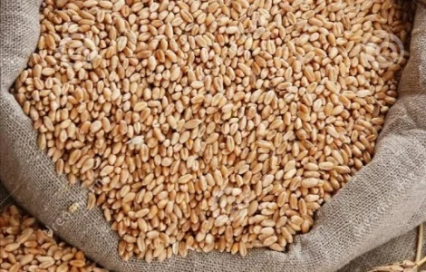 Купуємо некондиційне зерно та відходи