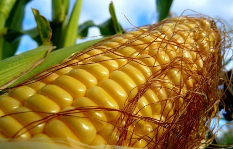 Семена кукурузы монсанто