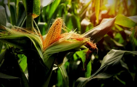 Закуповуємо кукурудзу