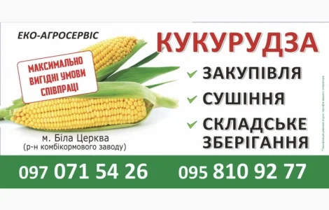 Сушіння кукурудзи 90 грн, 1т% Самовивіз