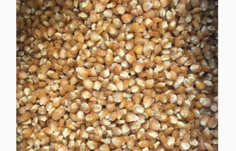 Семена сахарной кукурузы