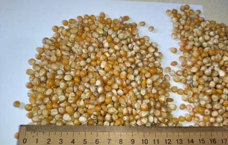 Кукурудза для попкорну оптом