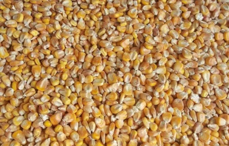 Закуповуємо кукурудзу не базової якості