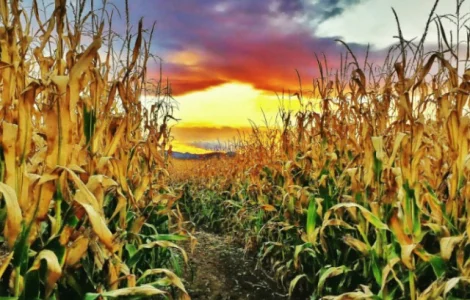 Кукуруза не в базе