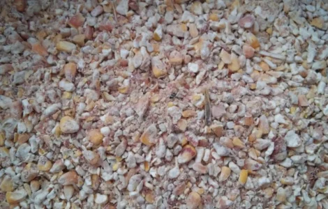 Куплю отходы кукурузы и некондицию