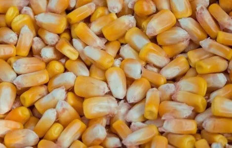 Купуемо Кукурузу любий обьем, форма оплати договiрна