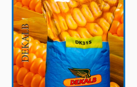 Кукурудза Монсанто