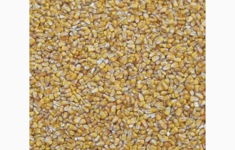 Кукурудза куплю