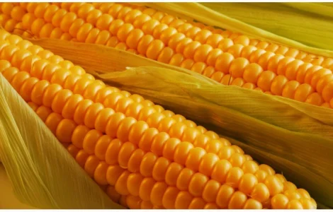 Насіння кукурудзи Амарок 290 / п.о
