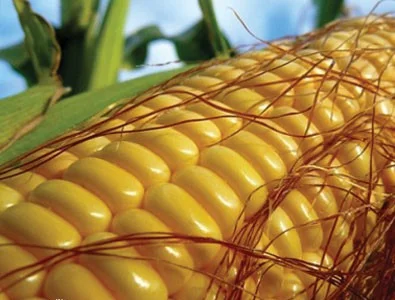 Насіння кукурудзи Гран 220 ФАО 210 Трилінійнийгібрид