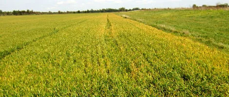 Насіння кукурудзи Гран 310 ФАО 250