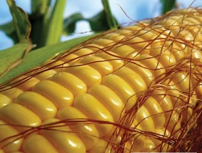 Насіння кукурудзи ВН 6763