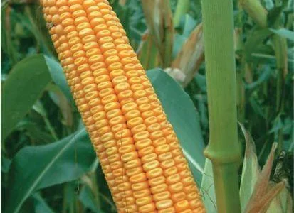 Насіння кукурудзи Гран 6