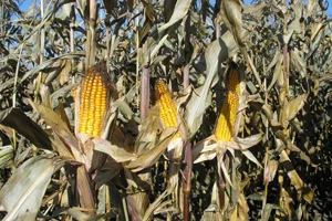 Насіння кукурудзи ВН 63