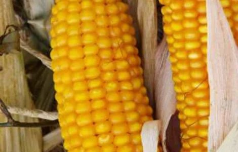 Насіння кукурудзи Тесла