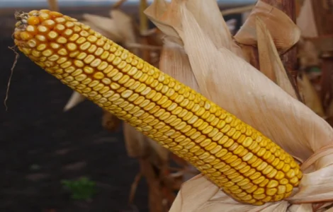 Насіння кукурудзи Гран 1