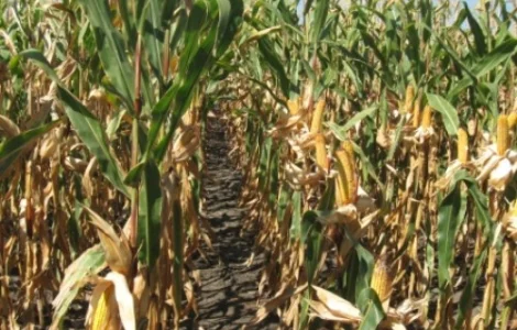 Семена кукурузы ДБ Хотин