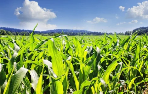 Насіння кукурудзи Ларсон