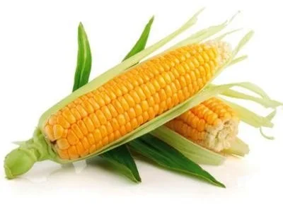 Семена кукурузы Амарок 300/ п.о