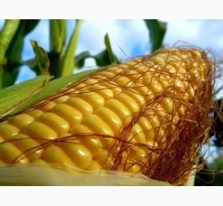 Насіння кукурудзи РУНІ / п.о