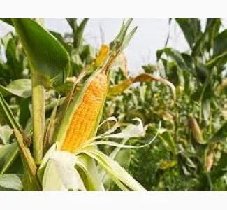 Семена кукурузы ДН Пивиха / п.о