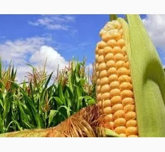 Семена кукурузы Галатея (фао 260)