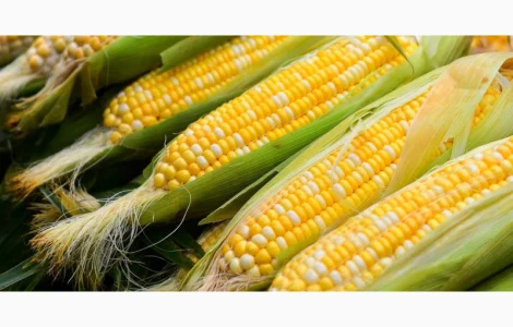 Семена кукурузы ДН Джулия