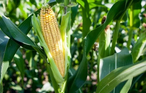 Семена кукурузы ДН Зоряна / п.е