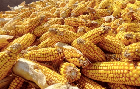 Семена кукурузы Сидни / п.е