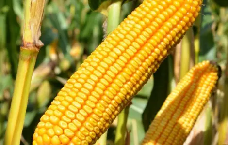 Кукурудза гібриди 'Леванте' ФАО 280 та 'Остро' ФАО 290, Mirasol Seed (Іспанія)
