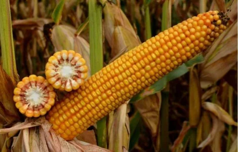 Кукурудза вакула (фао 250) / високоврожайний гібрид кукурудзи