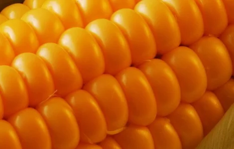 Куплю кремнистую кукурузу