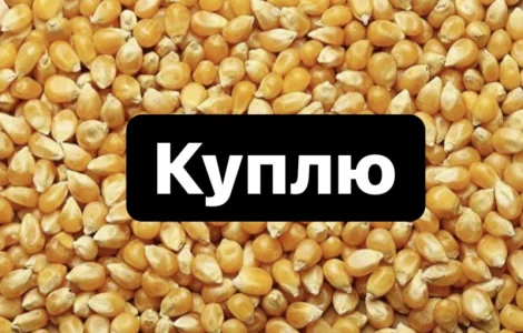 Купуємо Кукурудзу в великих об’ємах, кукурудза