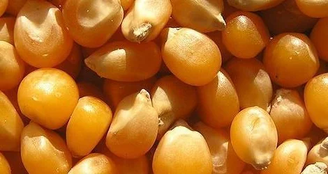 Куплю кукурузу с места