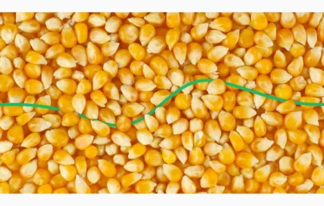 Куплю кукурудзу