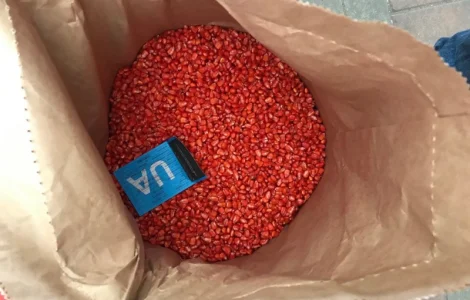 Семена кукурузы, кукуруза посевная, гибриды кукурузы большой выбор